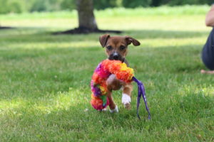 Retrieve Toy5